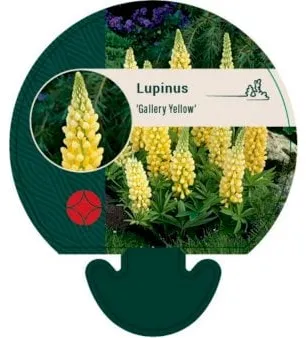 Staude-lupin
